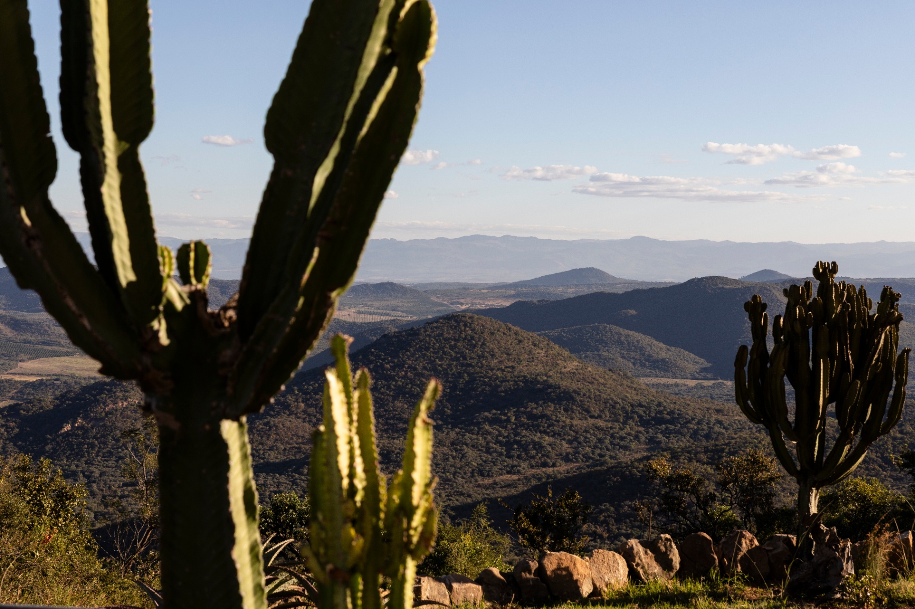 Lowveld view framed by cactus in the foreground