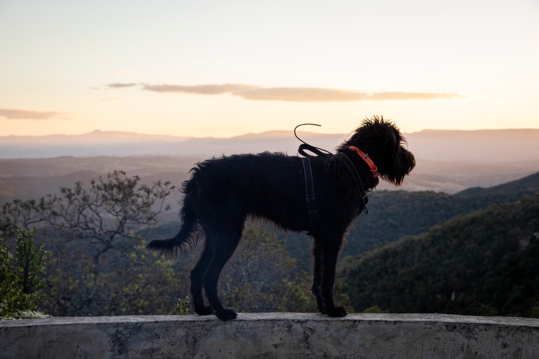 Family dog on a wall silhouetted against a Lowveld sunset