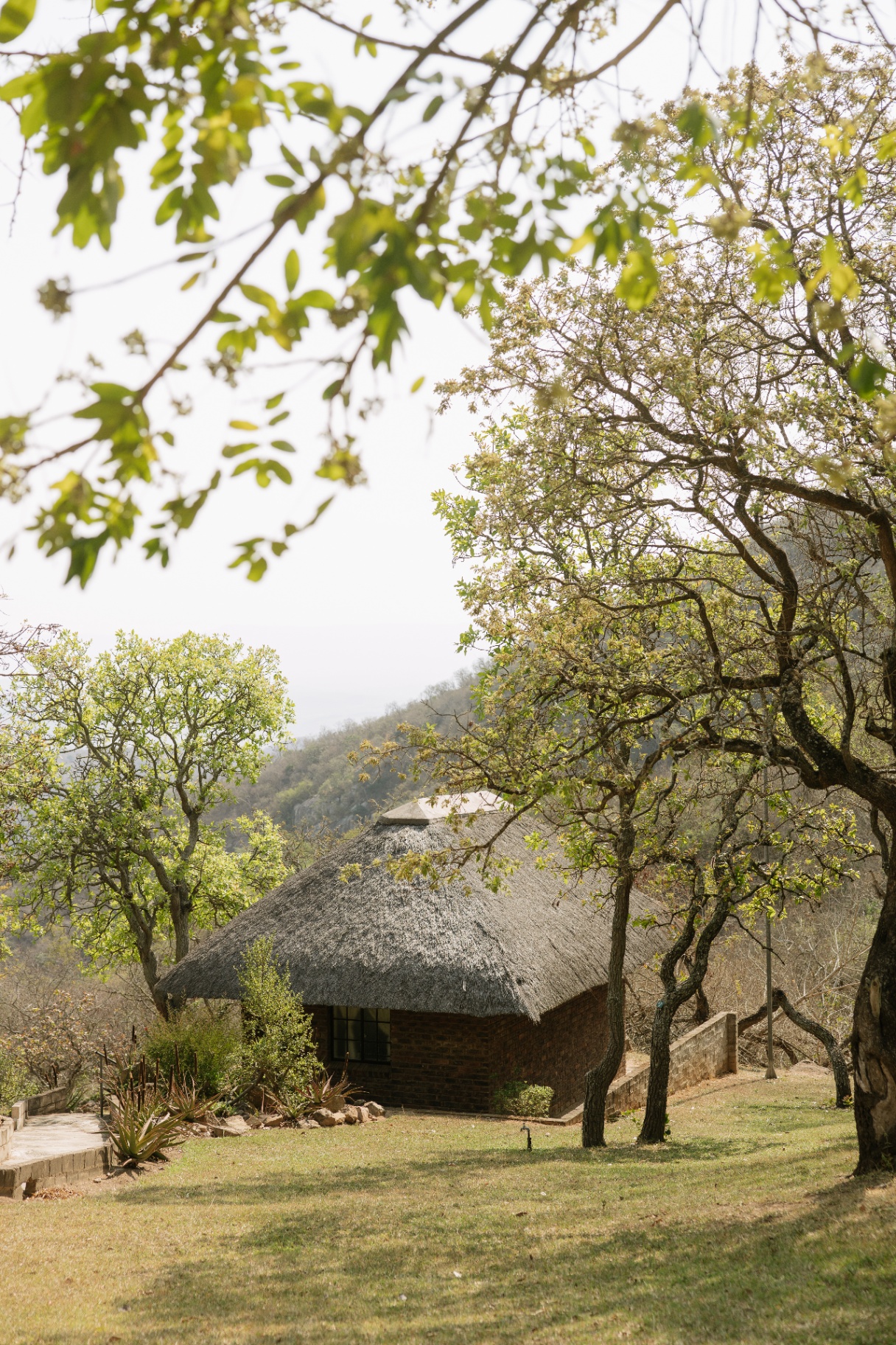 Thatched cottage in dappled morning light